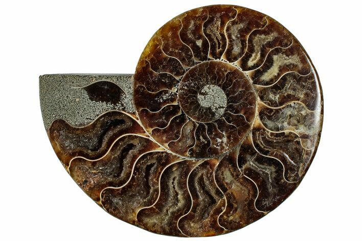 Cut & Polished Ammonite Fossil (Half) - Madagascar #292813